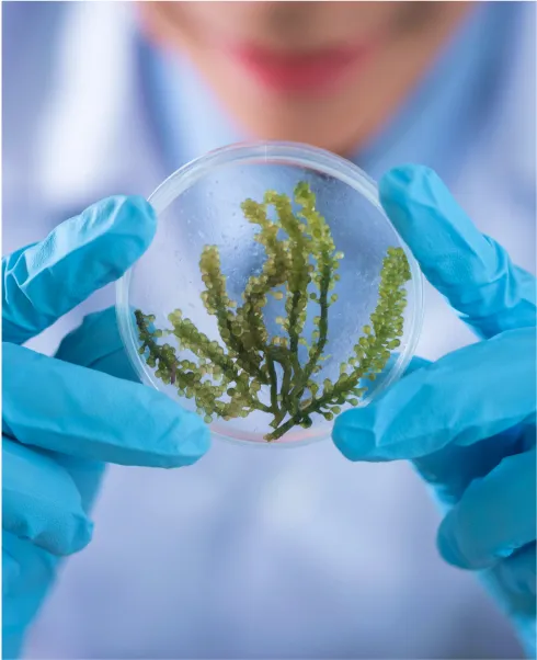 Análisis de alimentos y del medio ambiente - Laboratorio EcoNatura